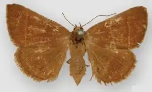 Argyrostrotis obsoleta