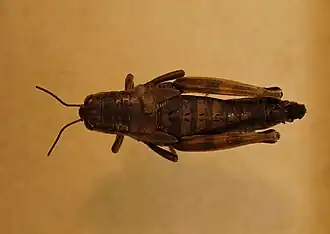 Podisma amedegnatoae