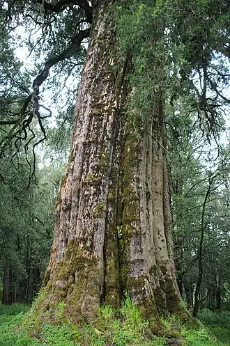Podocarpus milanjianus