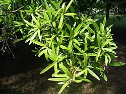 Podocarpus polystachys,bladeren