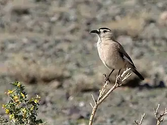 Mongoolse steppegaai