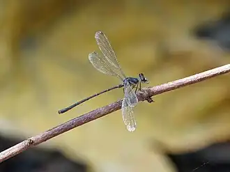 Podolestes orientalis