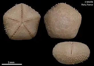 Podosphaeraster gustavei