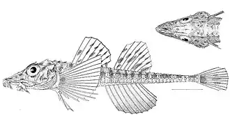 Podothecus sturioides