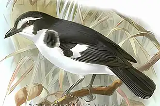 Zwartflankvliegenvanger