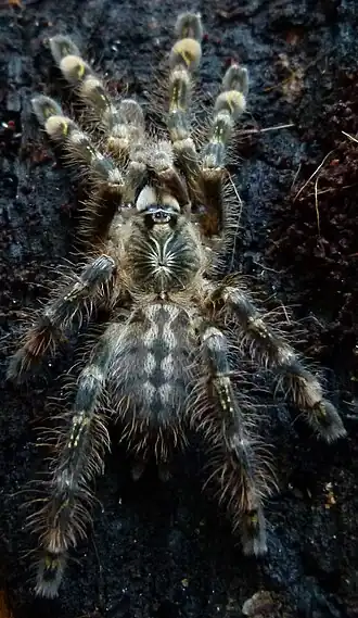 Poecilotheria uniformis
