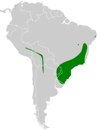 Bruinkeelschoffelsnavel