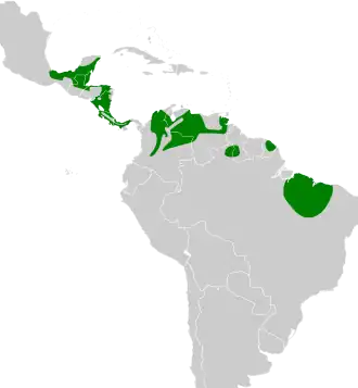 Grijskeelschoffelsnavel