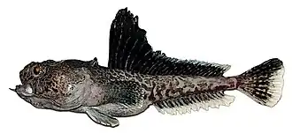 Pogonophryne barsukovi