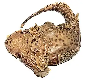 Pogonophryne ventrimaculata