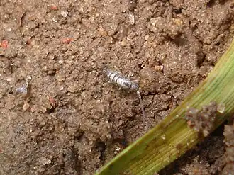 Pogonognathellus flavescens