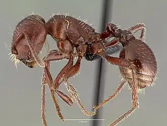 Pogonomyrmex apache