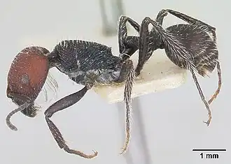 Pogonomyrmex variabilis