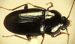 Pogonus texanus