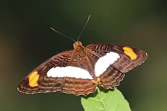 Adelpha iphiclus