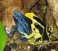 Dendrobates tinctorius var. Azureus (links) en Dendrobates tinctorius var. Regina (rechts)