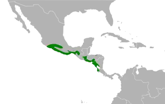 Witteugelmuggenvanger
