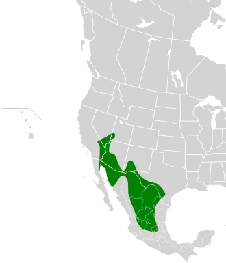 Zwartstaartmuggenvanger