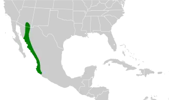 Zwartkapmuggenvanger