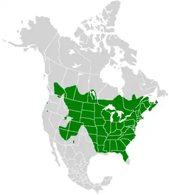 Polites themistocles