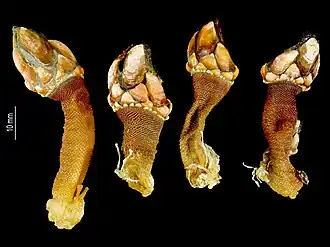 Pollicipes caboverdensis