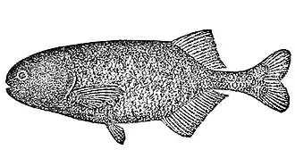 Pollimyrus castelnaui