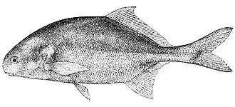 Cyphomyrus petherici