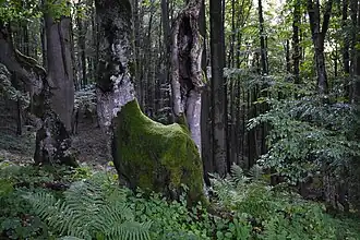 Oud beukenbos in Natuurreservaat Udava.