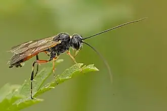Polyblastus varitarsus