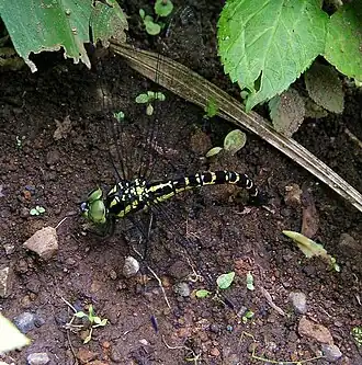 Polycanthagyna melanictera