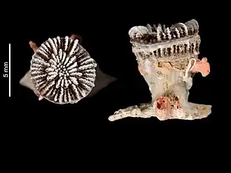 Polycyathus octuplus