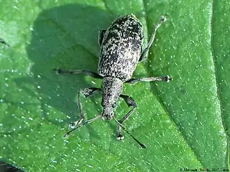 Reebruine bladsnuitkever