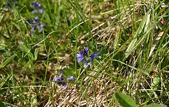 Liggende vleugeltjesbloem