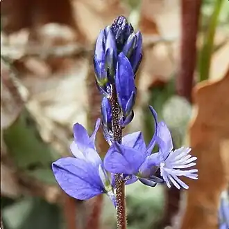 Bittere vleugeltjesbloem