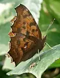Polygonia c-aureum