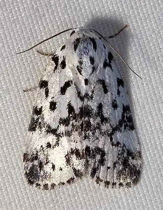 Polygrammate hebraeicum