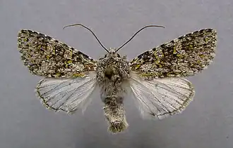 Polymixis xanthomista