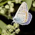 Polyommatus icarusIcarusblauwtje