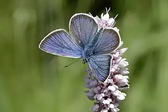 Polyommatus semiargusKlaverblauwtje