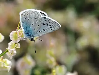 Polyommatus aedon