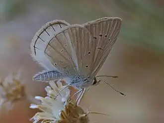 Polyommatus menalcas