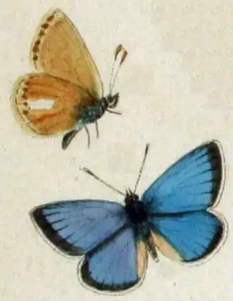 Polyommatus stoliczkanus