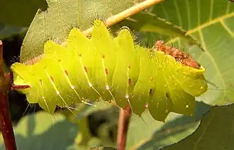 Antheraea polyphemus