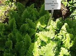 De cultivar 'Oakley'