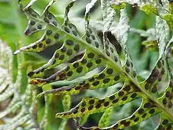 Sporenhoopjes op blad