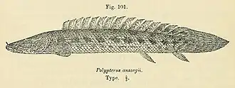 Polypterus ansorgii