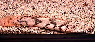 Polypterus endlicherii