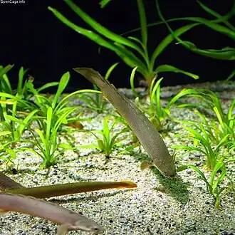 Polypterus senegalus