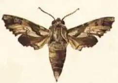 Polyptychopsis marshalli