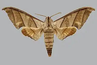 Polyptychus trisecta